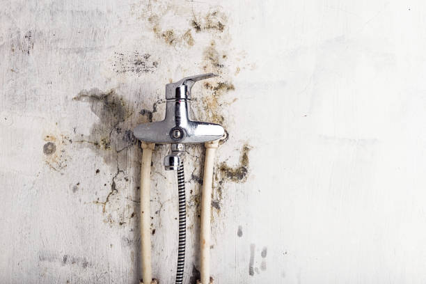 Best Emergency Mold Removal  in St Martins, MO