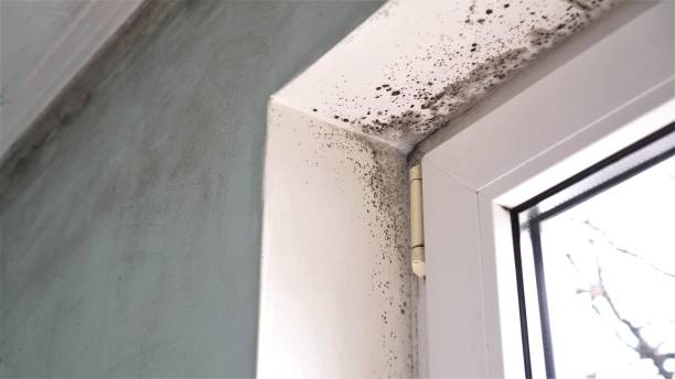 Best Black Mold Removal  in St Martins, MO