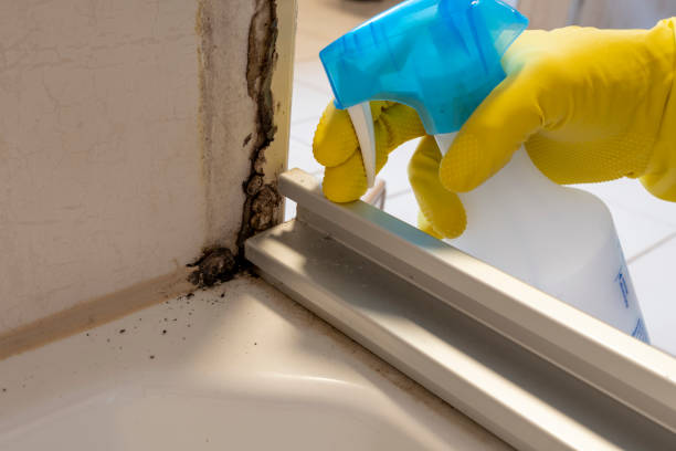 Certified Mold Removal in St Martins, MO