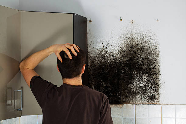 Best Mold Damage Repair  in St Martins, MO